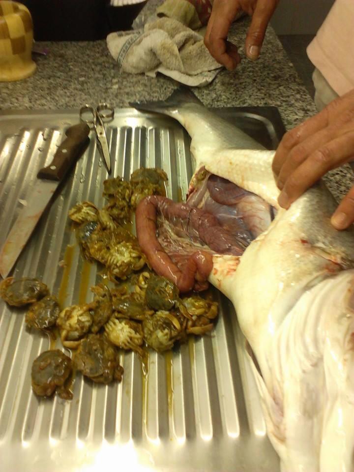 Fishing 4 - 1456579605163892853314287264397n.jpg